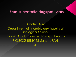 virus Prunus necrotic ringspot