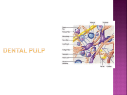 05_Dental_Pulp_