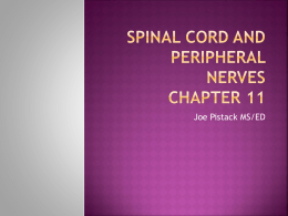 PPT11Chapter11SpinalCordandPeripheralNerves