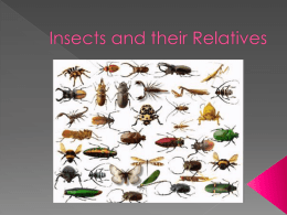 Insects and their Relatives