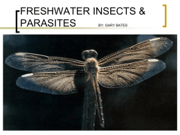 freshwater insects & parasites by