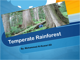 Temperate Rainforest  - 19-028