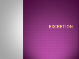 chapter 12 - excretion