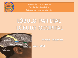 lobulo_parietaloccipital