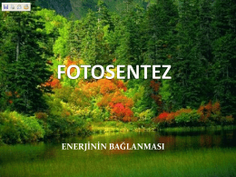 FOTOSENTEZ - Sinifogretmenim.Com
