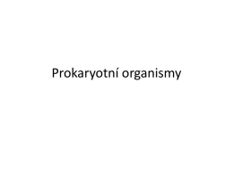 Prokaryotní organismy