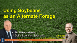 Using Soybeans as an Alternate Forage