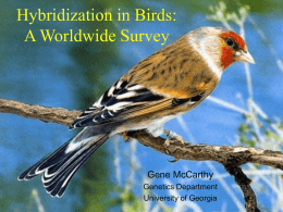 A PowerPoint presentation summarizing data on hybridization in birds