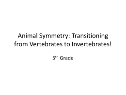 Animal Symmetry