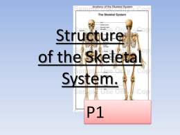 Structure of the skeletal system