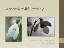 Amarylkovité Rostliny.