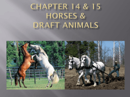 Ch 14 & 15 Horses and Draft Production pp_
