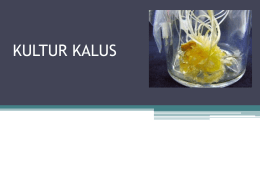 Kultur Kalus.ppt