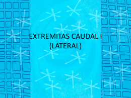EXTREMITAS CAUDAL I (LATERAL)