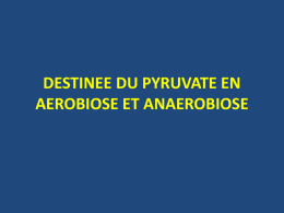 Destinée du pyruvate en aérobiose et anaérobiose
