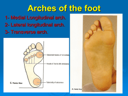 Arches of the foot.ppt