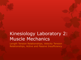 Kinesiology Laboratory 2: Muscle Mechanics - Kinesiology Lab