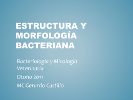 Estructura y Morfología BACTERIANA