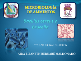 Bacillus cereus Brucella - FCQ
