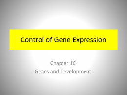 Chapter 16: Control of Gene Expression