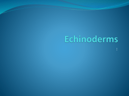 Echinoderms - tubenicias