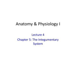 powerpoint lecture