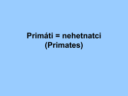 Primáti (nehetnatci)