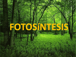 fotosintesis original