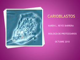 carioblastoS - Material de apoyo para Biología de Protozoarios