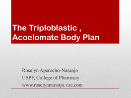 The Triploblastic , Acoelomate Body Plan
