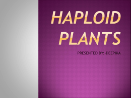 HAPLOID PLANTS