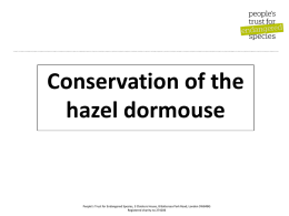 Conservation of hazel dormice ppt - Peoples Trust for Endangered