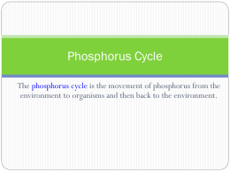 Phosphorus-Cycle