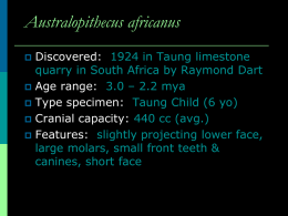 Australopithecus aethiopicus