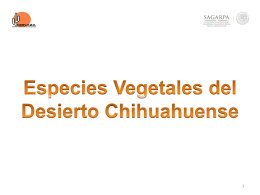 Especies Vegetales del Desierto Chihuahuense