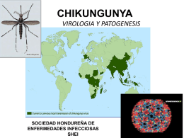 chikungunya -virologia y patogenesis