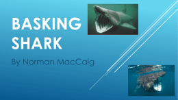 Basking shark – ppt
