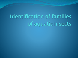 Identification of families of aquatic insects