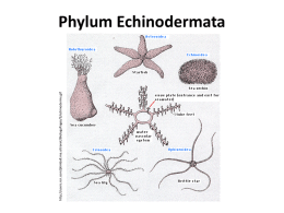 Phylum Echinodermata