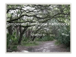 Temperate Hardwood Hammocks
