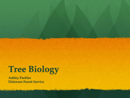 Tree Biology - delawaretrees.com