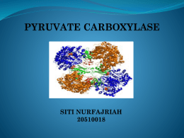 presentasi_pyruvate_carboxylase_siti_nurfajriah_20510018
