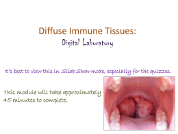 Specialized Diffuse lymphoid tissue – palatine Tonsils