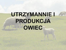 PPZ owce - Uniwerek