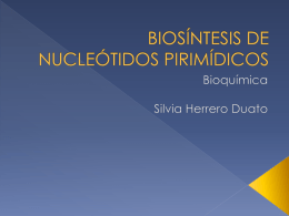 biosíntesis de nucleótidos pirimídicos(trabajo)