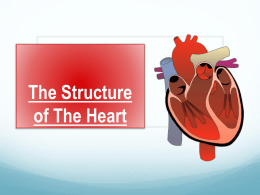 The Structure of The Heart