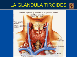 Hipotiroidismo - Unidad de Endocrinología Pediátrica