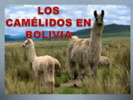 LOS CAMÉLIDOS EN BOLIVIA