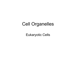 Cell Organelle Notes
