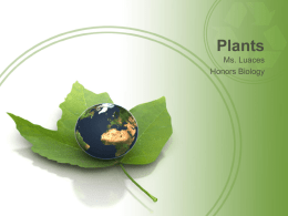 Plants